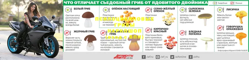 закладки  Верхнеуральск  Псилоцибиновые грибы GOLDEN TEACHER 